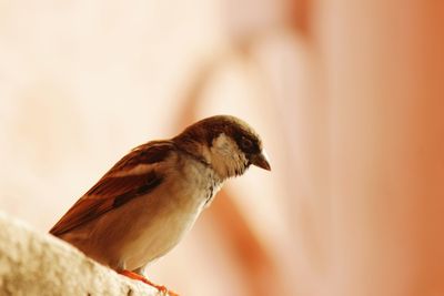 Close-up of bird perching outdoors