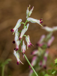 Close-up of pink flower buds