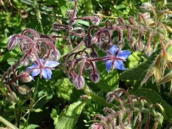 Close-up of flowers