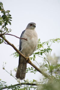 Low angle view of bird perching on tree