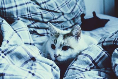 Close-up of cat on bed