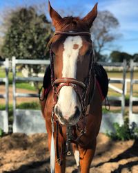 Close-up of horse in ranch