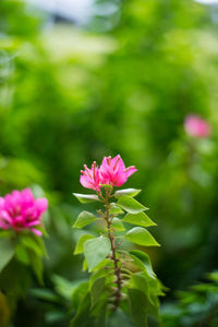 Close-up of pink flowers blooming outdoors