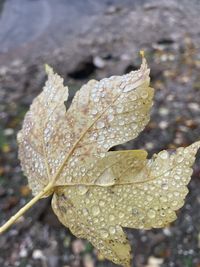 Close-up of raindrops on plant