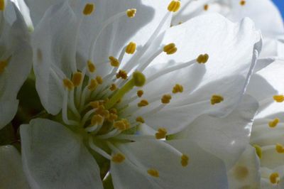 Close-up of white flower