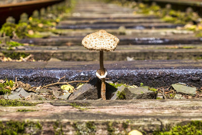 Close-up of mushroom growing on field