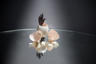 Close-up of white rose against black background