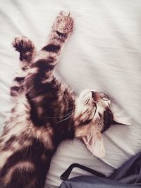 Cat sleeping on tiled floor
