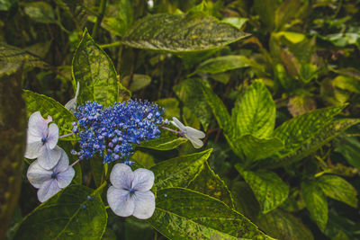 Close-up of purple flowering plant