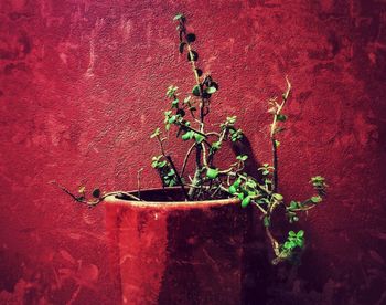 Close-up of plant against red wall
