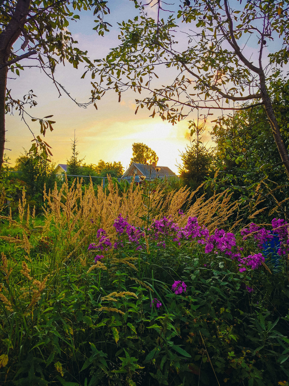 PURPLE FLOWERING PLANTS ON FIELD AGAINST TREES