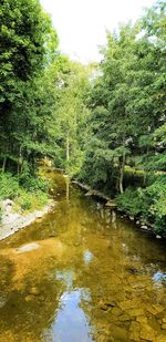 Scenic view of river amidst trees in forest