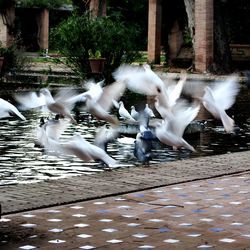 Seagull flying over water