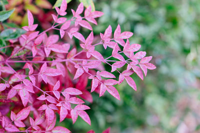 Close-up of pink flowering plant