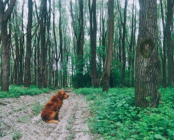 Dog in forest