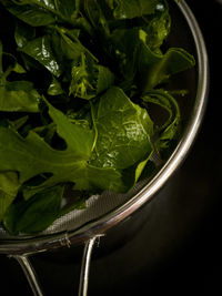 High angle view of green leaves on table