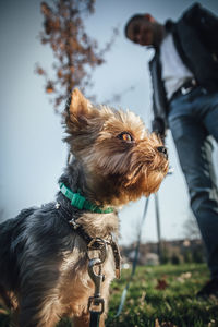 Dog looking at camera