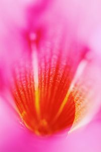 Close-up of pink flower