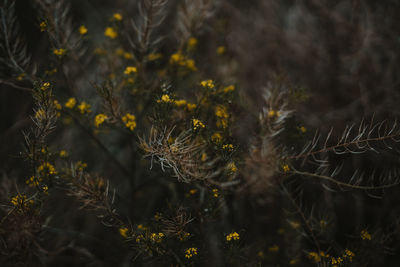 Close-up of wilted flowers on field