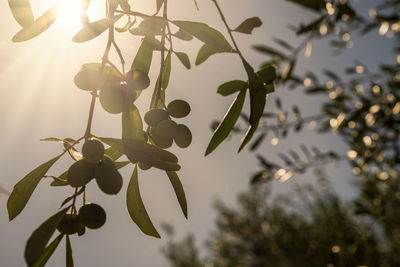 plant