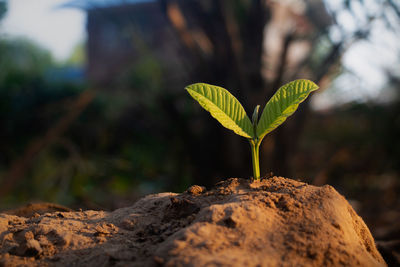 Close-up of small plant growing on field