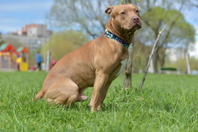 Close-up of a dog on field