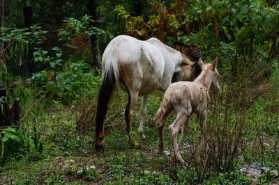 Horses grazing on field