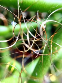 Close-up of insect on plant