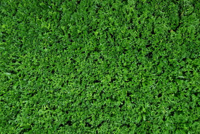 Full frame shot of plants on field