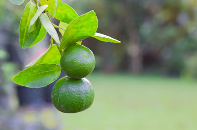 Two limes on tree in garden with green bokeh background.