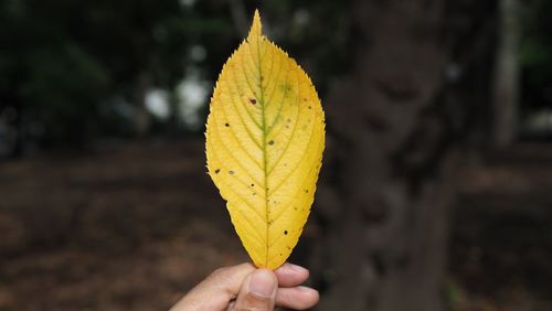 Close-up of hand holding yellow leaf