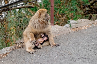 Monkeys sitting 