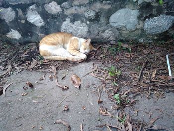 High angle view of ginger cat lying down