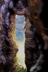 Close-up of lichen on tree trunk