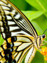 Close-up of butterfly pollinating on flower