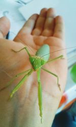 Close-up of insect on hand