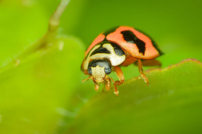 Close-up of insect on leaf