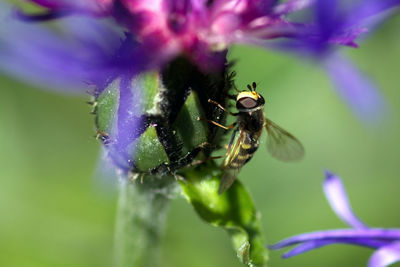 Close-up of insect on purple flower