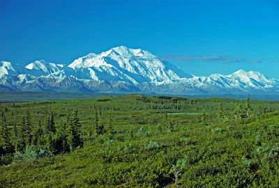 This picture of mt mckinley is taken from wonder lake on a very clear day