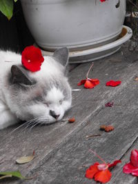 High angle view of cat looking away