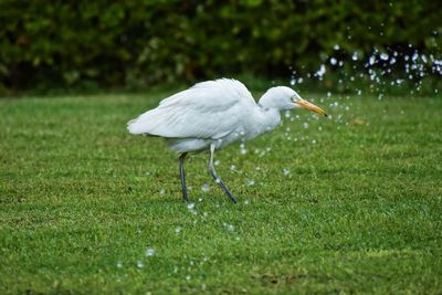 White bird on a field