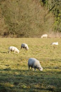 Sheep grazing in a field