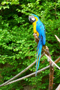 Blue bird perching on branch