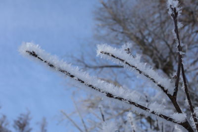 Close-up of snow covered tree against sky