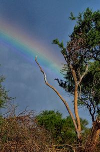 Low angle view of rainbow against sky