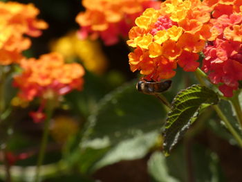 Close-up of insect on flower