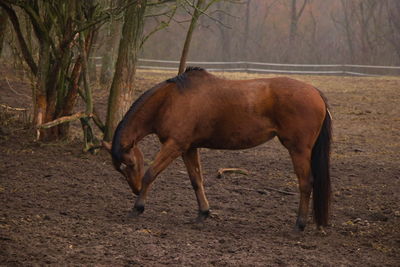 Horse standing in ranch