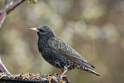 Close-up of bird perching on branch