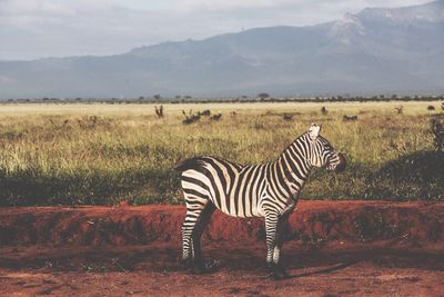 Grass grazing on field