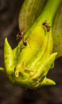 Close-up of insect on flower